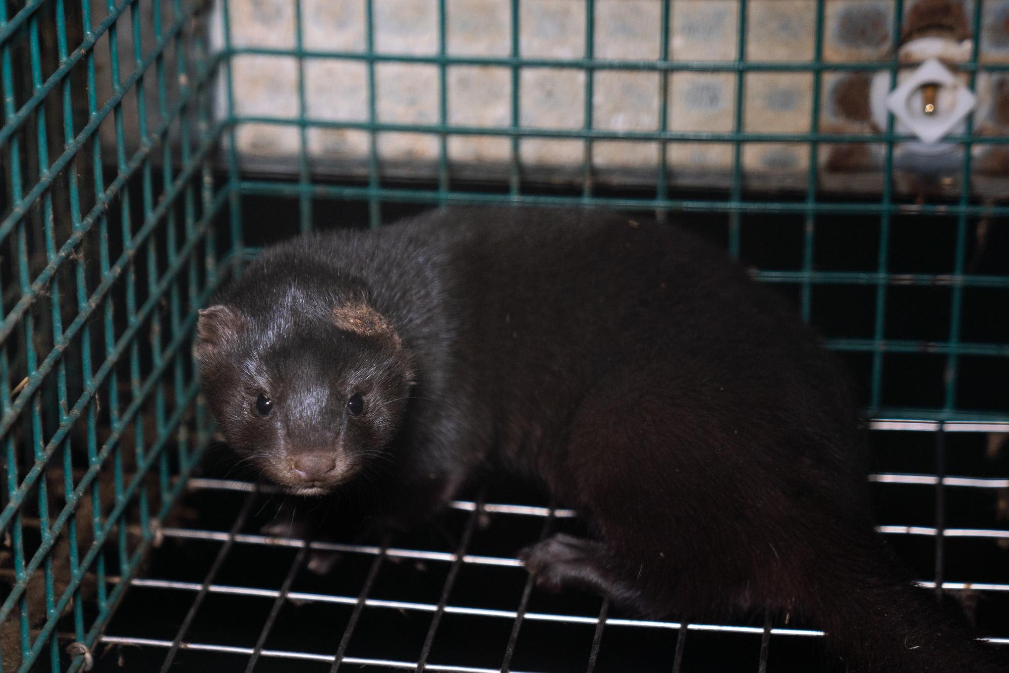 Investigación granjas peleteras Finlandia